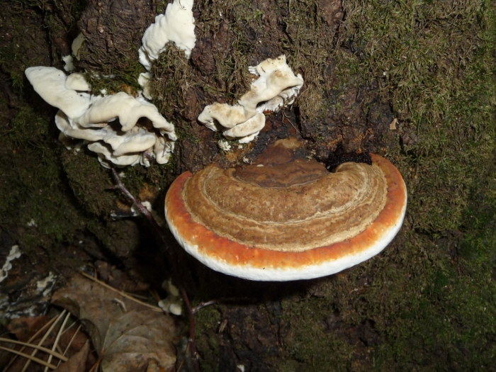 Трутовик окаймленный fomitopsis pinicola