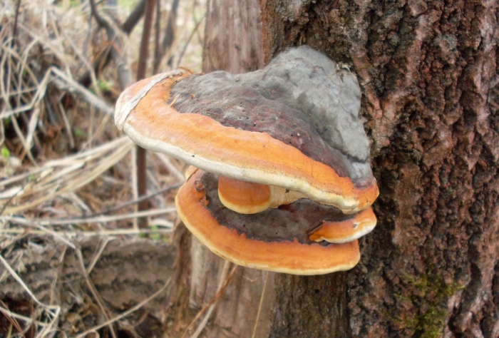 Гриб трутовик окаймленный