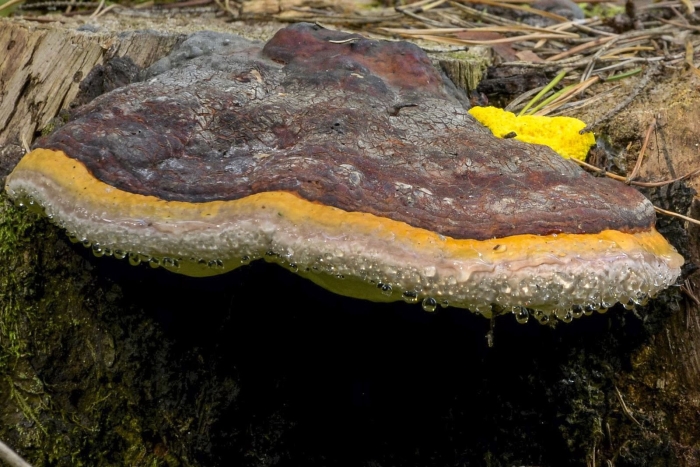 Трутовик окаймленный