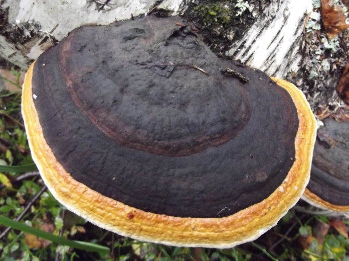 Трутовик окаймленный fomitopsis pinicola