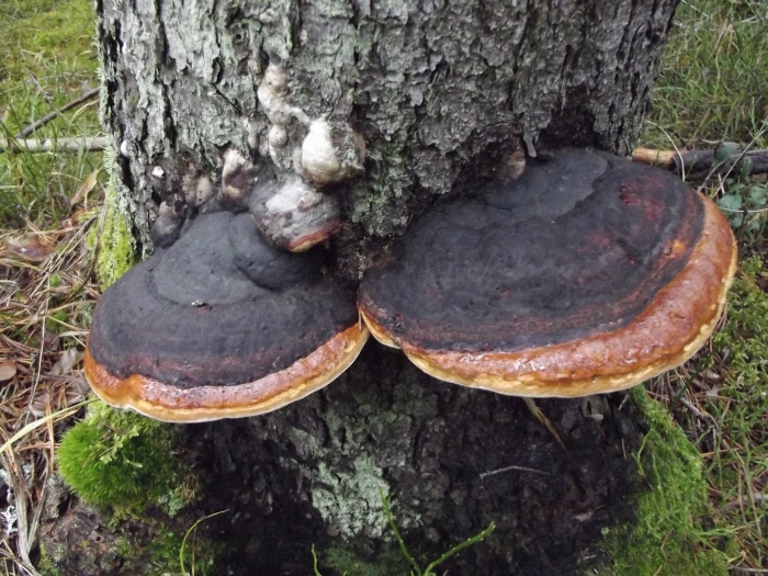 Трутовик окаймленный fomitopsis pinicola