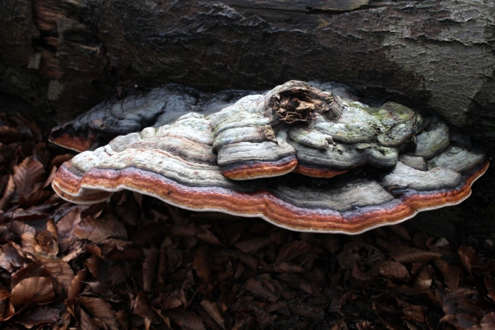 Fomitopsis pinicola