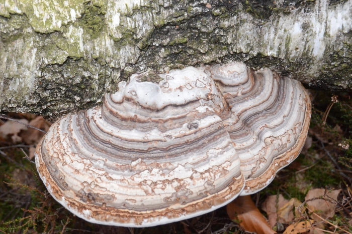 Трутовик настоящий fomes fomentarius