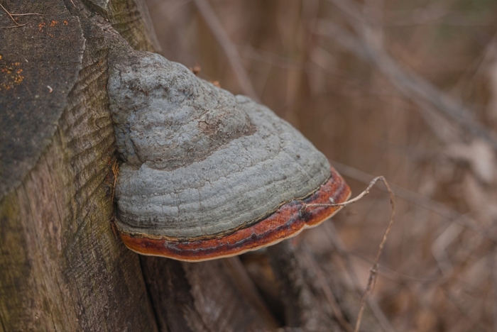 Fomitopsis pinicola
