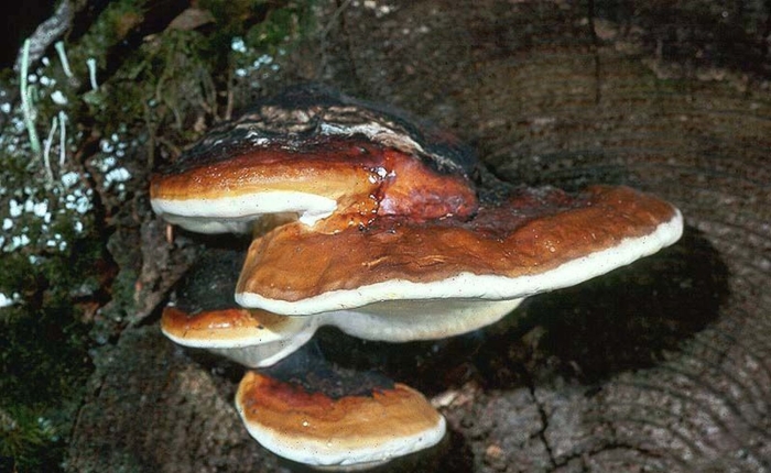 Трутовик окаймленный