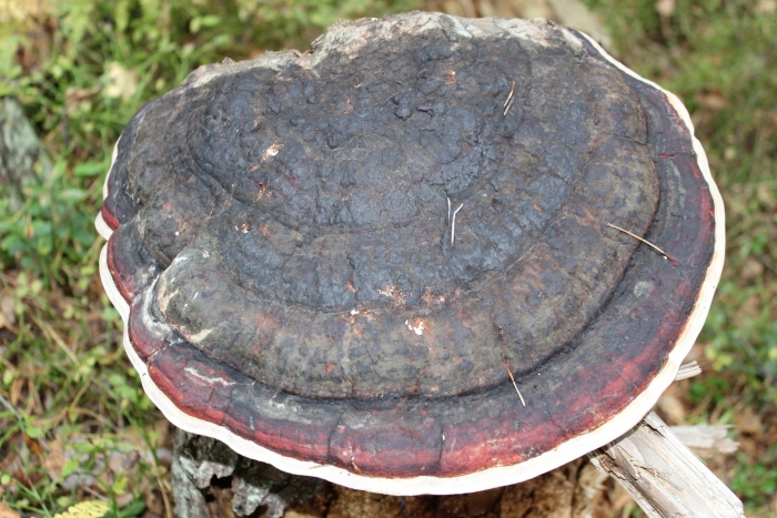 Окаймленный трутовик