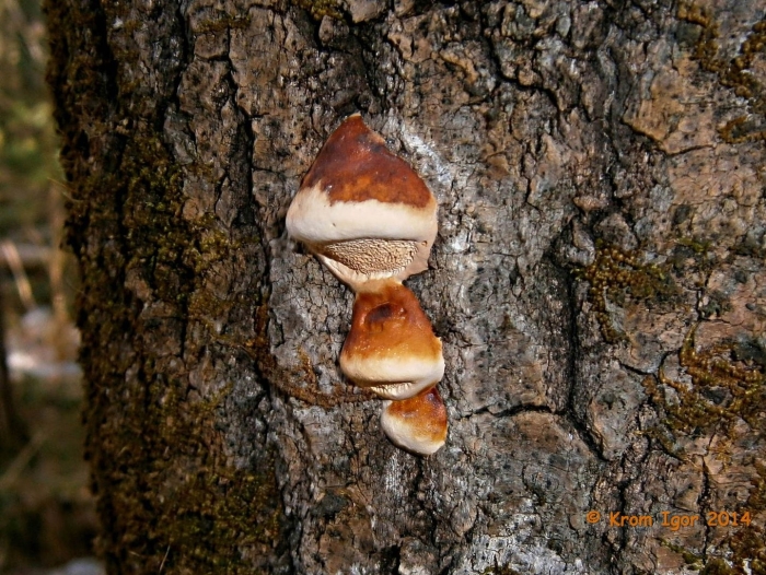 Трутовик окаймленный fomitopsis pinicola