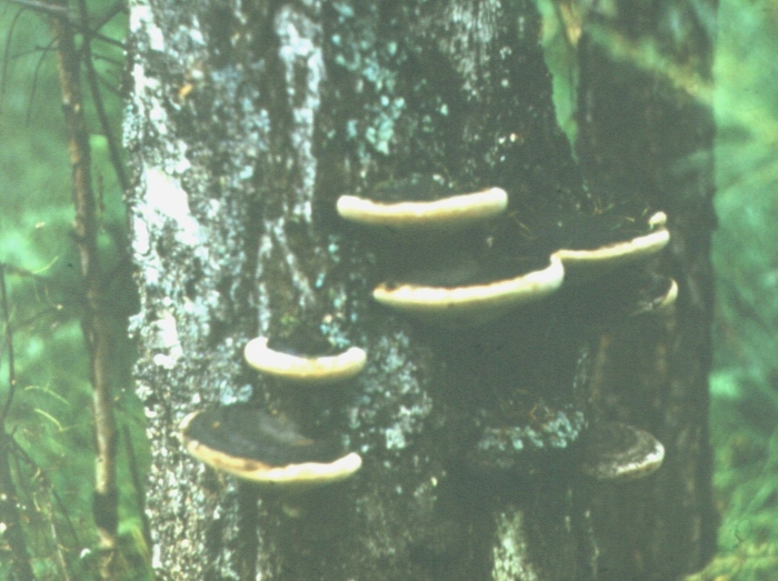 Трутовик обыкновенный fomes fomentarius гриб