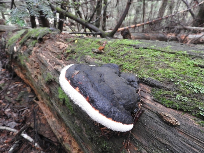 Трутовик окаймленный fomitopsis pinicola