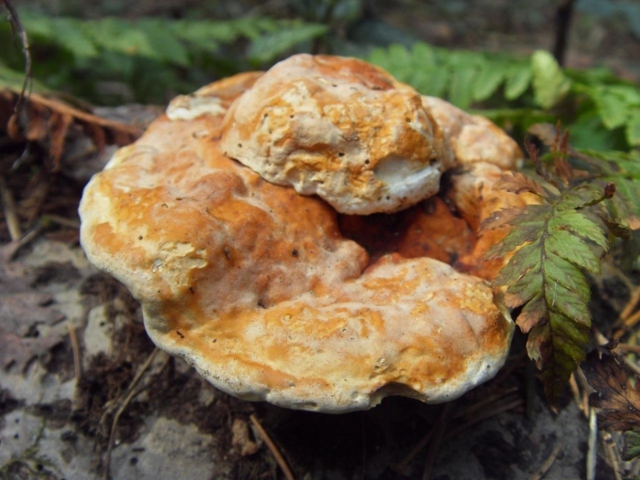 Серно желтый трутовик