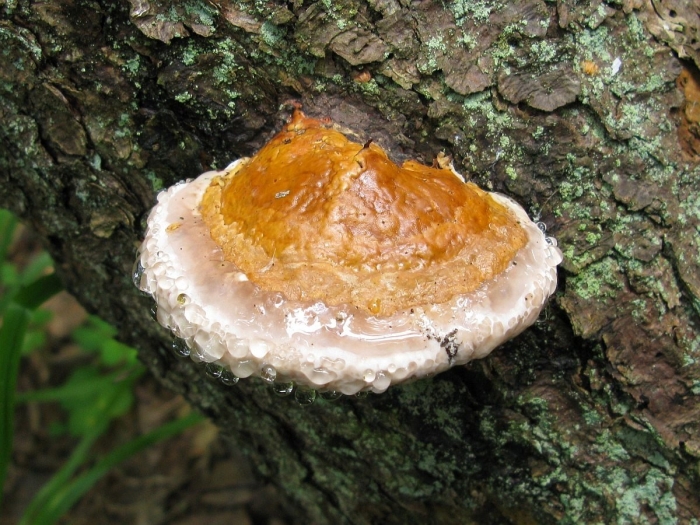 Трутовик окаймленный fomitopsis pinicola