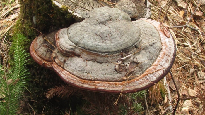Трутовик ямчатый (lentinus arcularius)