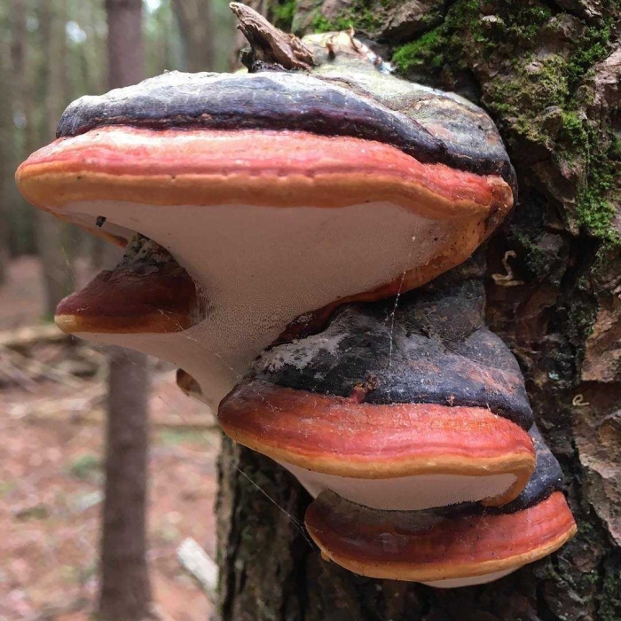 Гриб трутовик окаймленный