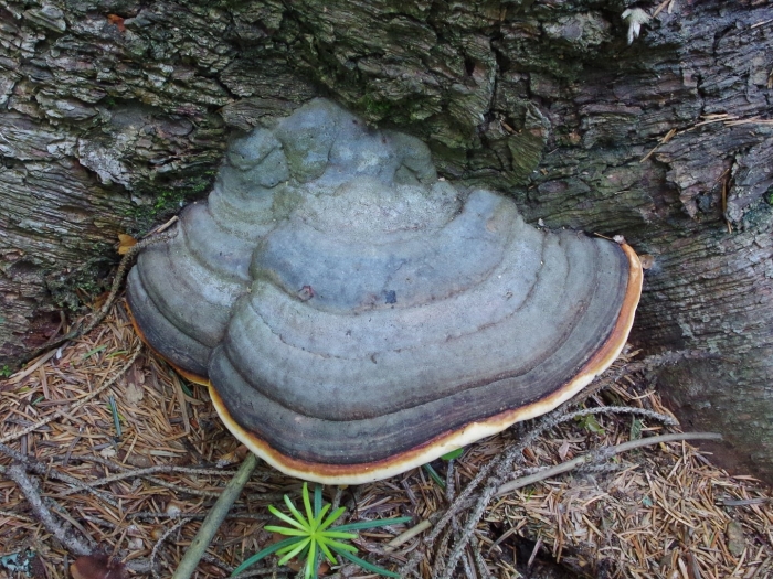 Fomitopsis pinicola