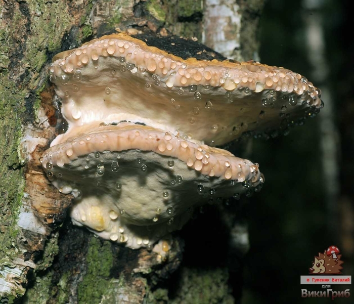 Трутовик обыкновенный