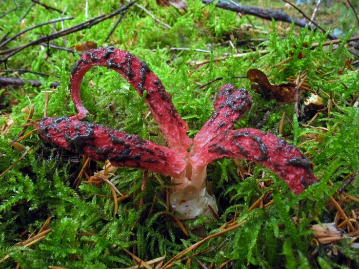 Антурус арчера гриб