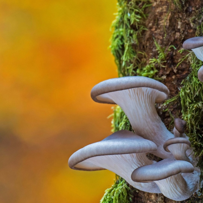 Вешенка обыкновенная (pleurotus ostreatus)