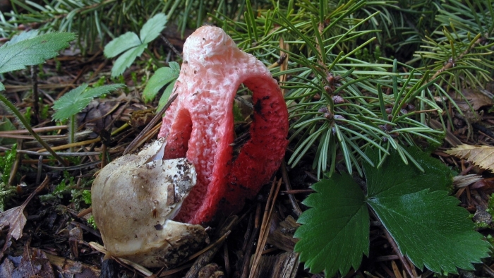 Гриб клатрус арчера