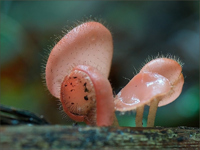 Грибы хищники дактилярия