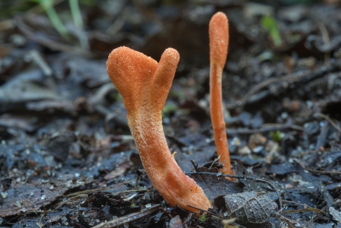 Кордицепс гриб