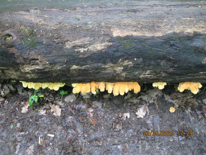 Трутовик летипорус