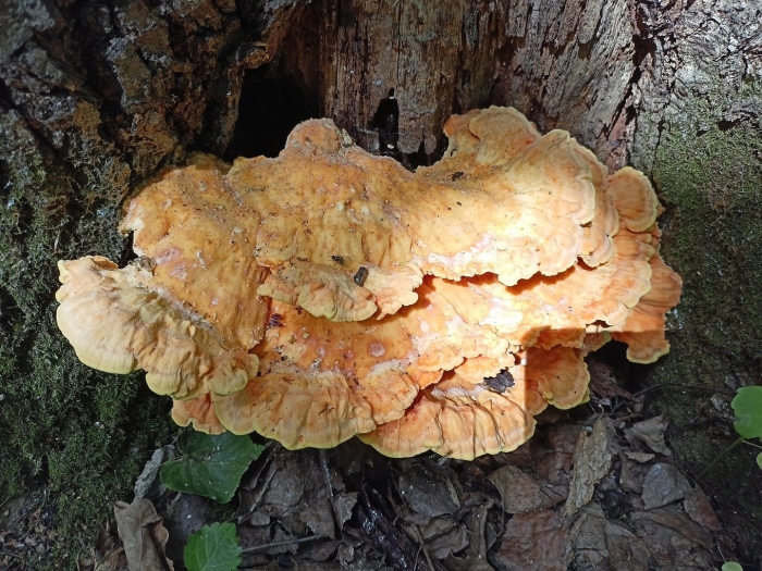 Трутовик серно желтый