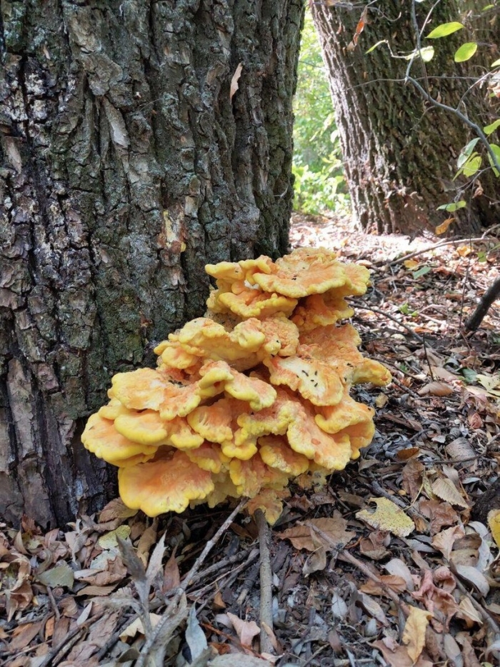 Серно желтый трутовик