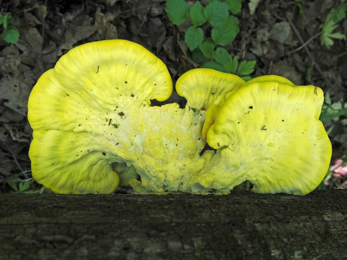 Laetiporus sulphureus