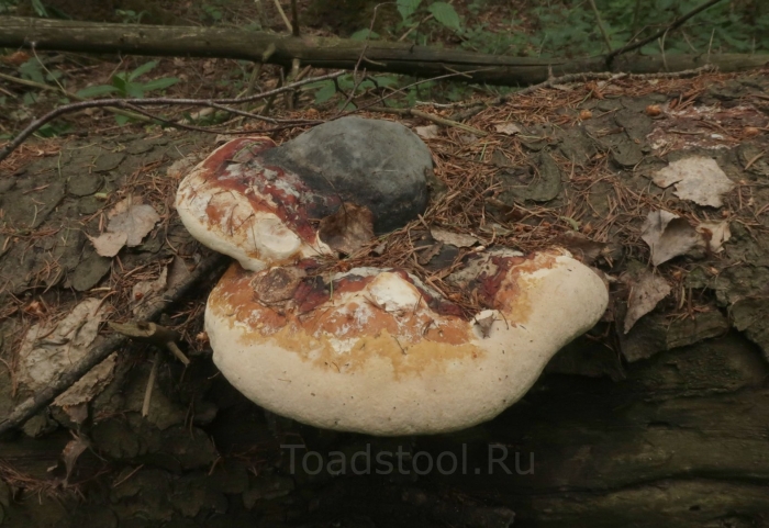 Трутовик сосновый