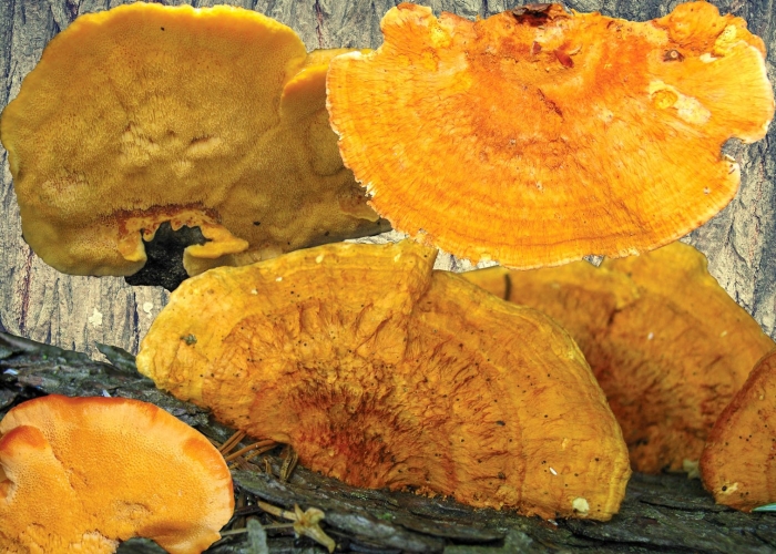 Pycnoporellus fulgens