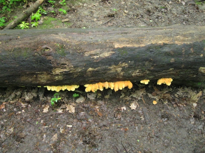 Laetiporus sulphureus