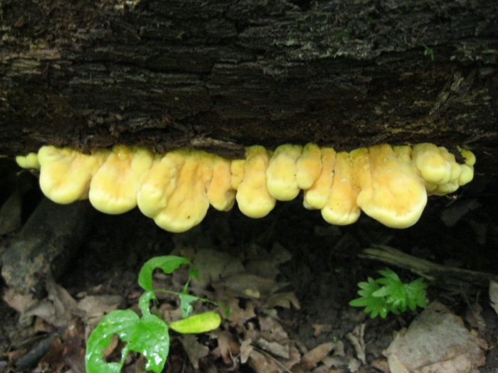 Трутовик летипорус