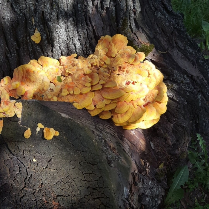 Трутовик серно желтый