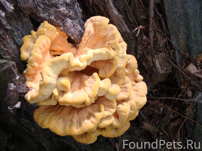 Трутовик летипорус