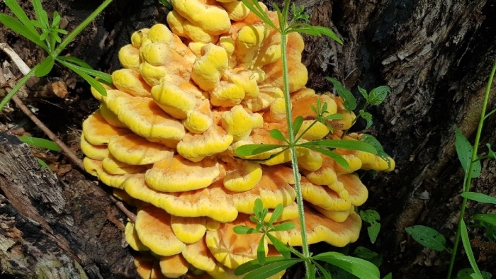 Серно желтый трутовик