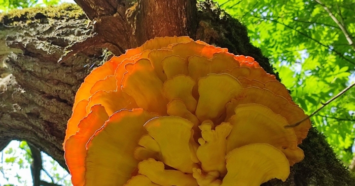 Серно желтый трутовик