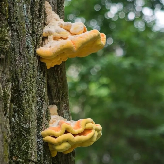 Гриб трутовик