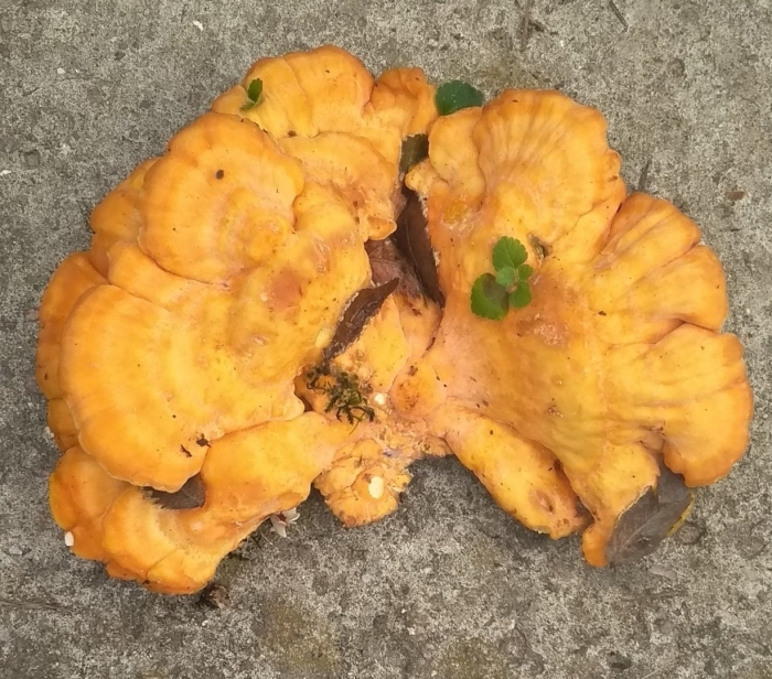 Гриб laetiporus sulphureus