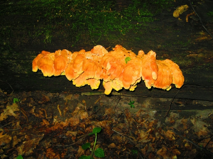 Laetiporus sulphureus