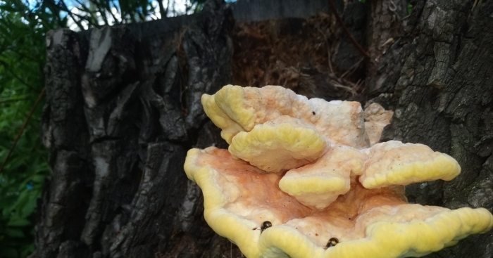 Трутовик серно жёлтый съедобный