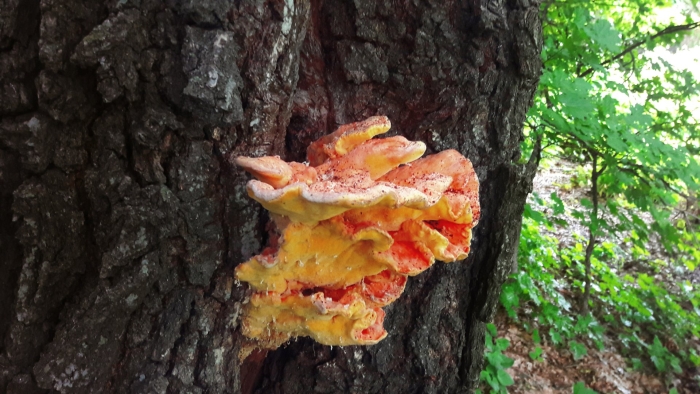 Laetiporus sulphureus