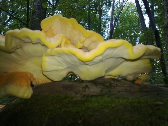 Трутовик сернисто жёлтый