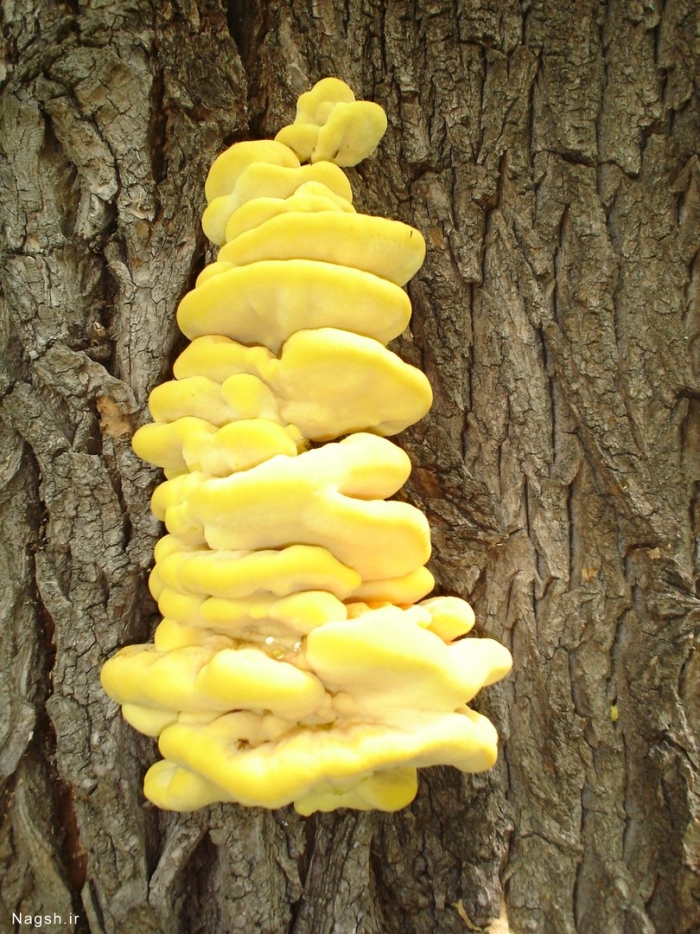 Ярко желтый гриб на дереве
