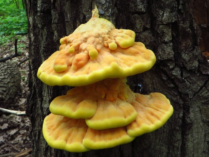Гриб трутовик серно желтый
