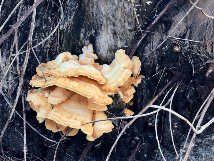 Гриб трутовик серно желтый