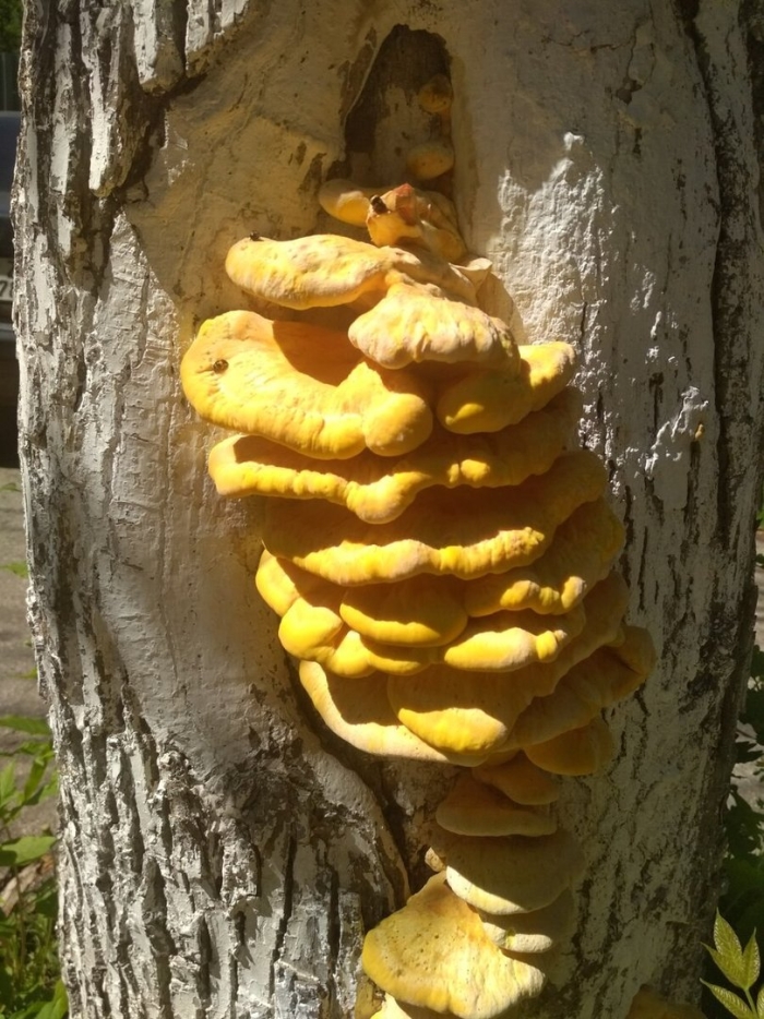 Трутовик серно жёлтый съедобный