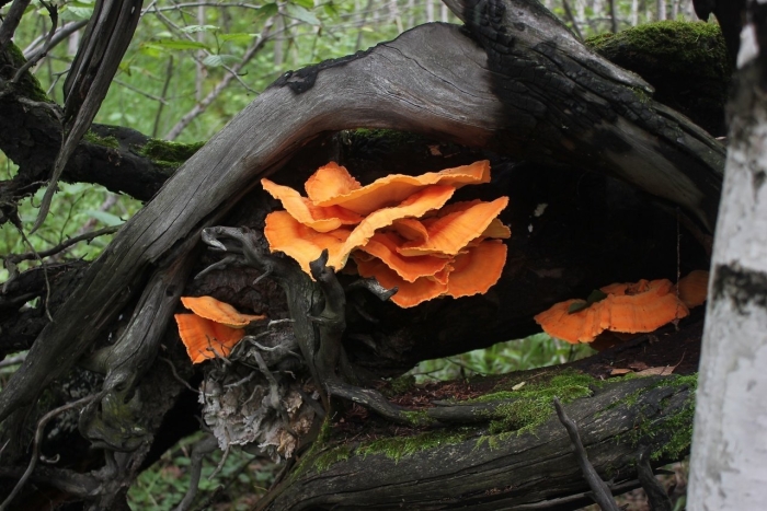 Гриб трутовик серно желтый