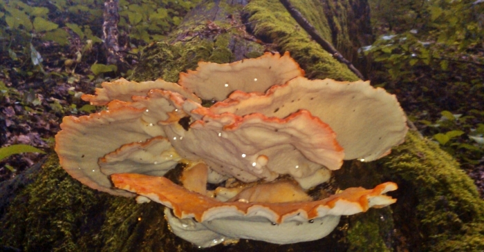 Трутовик сернисто жёлтый