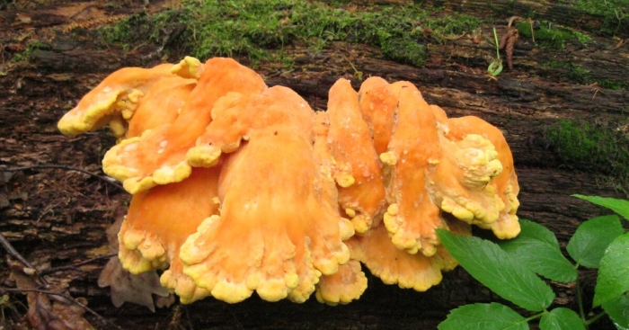 Трутовик летипорус