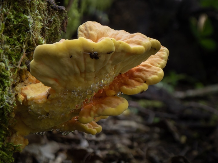 Гриб трутовик серно желтый